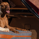 Image for article titled The Aston Martin DBX Is Ready For Your Pup